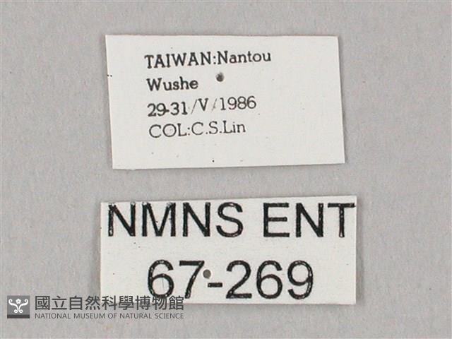 粗斜紋天蛾藏品圖，第3張