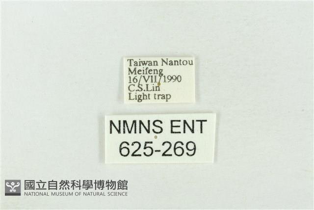 臺灣銀斑異波紋蛾藏品圖，第3張