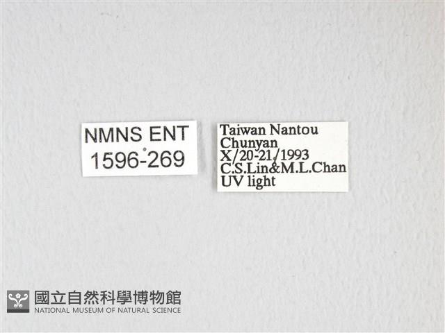 雙黑目天蠶蛾藏品圖，第3張