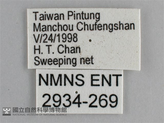 藍紋鋸眼蝶藏品圖，第3張