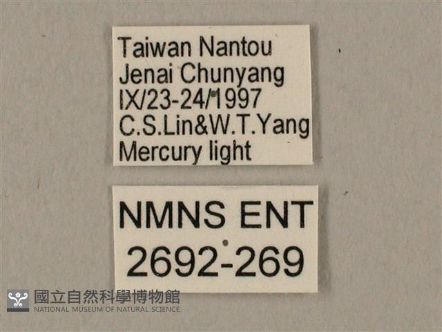 棕綠背線天蛾藏品圖，第3張