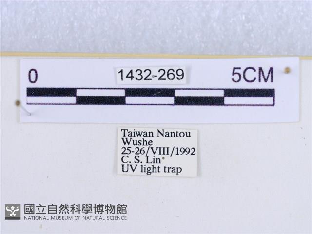 閃光苔蛾藏品圖，第3張