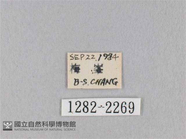 褐斜帶枯葉蛾藏品圖，第3張