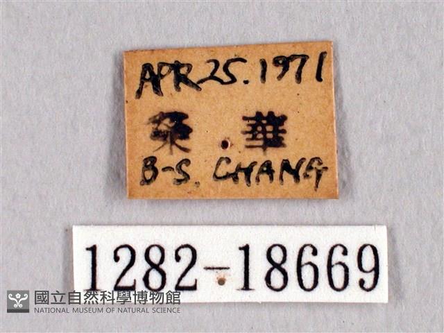 田中洒灰蝶藏品圖，第3張