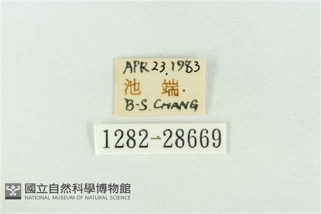 連珠波紋蛾藏品圖，第3張