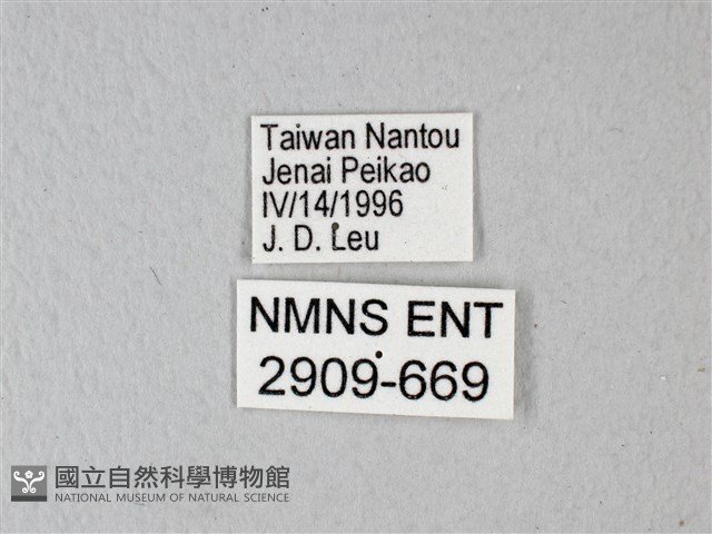 異粉蝶、雌白黃蝶藏品圖，第3張