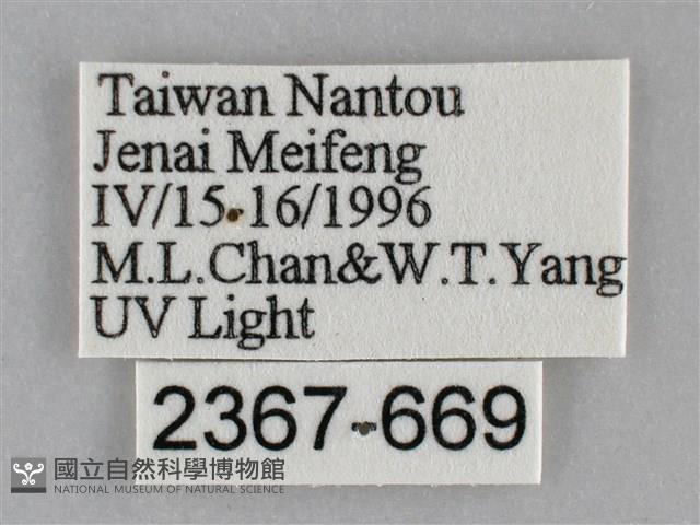 扁刺蛾藏品圖，第3張