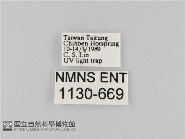 斜紋夜盜蛾藏品圖，第3張