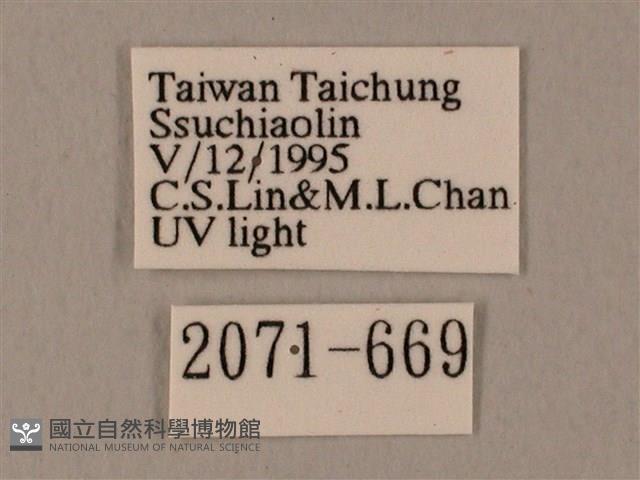 裂斑鷹翅天蛾藏品圖，第3張