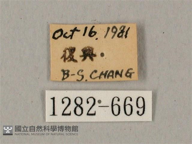 鬼臉天蛾藏品圖，第3張