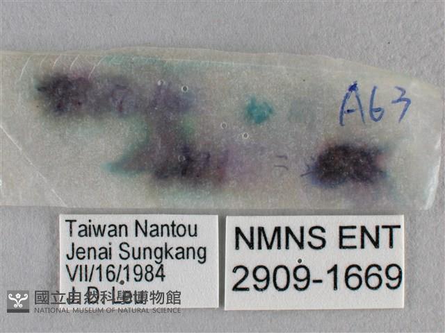 紫日灰蝶藏品圖，第3張