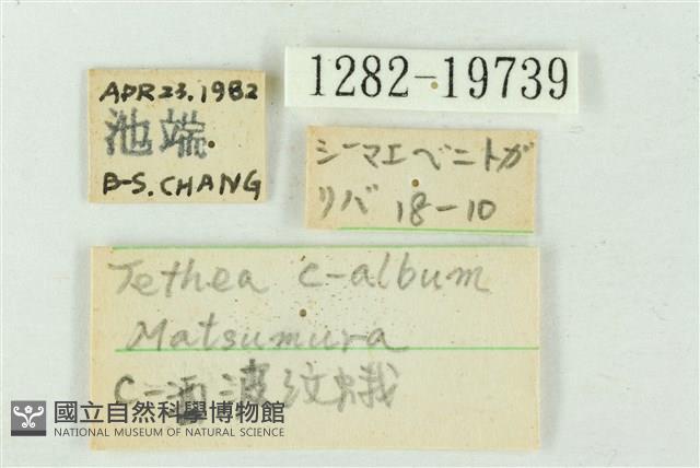 粉太波紋蛾藏品圖，第3張