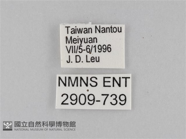 豆環蛺蝶藏品圖，第3張