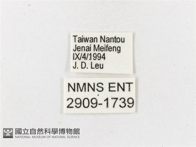 白帶波眼蝶藏品圖，第3張