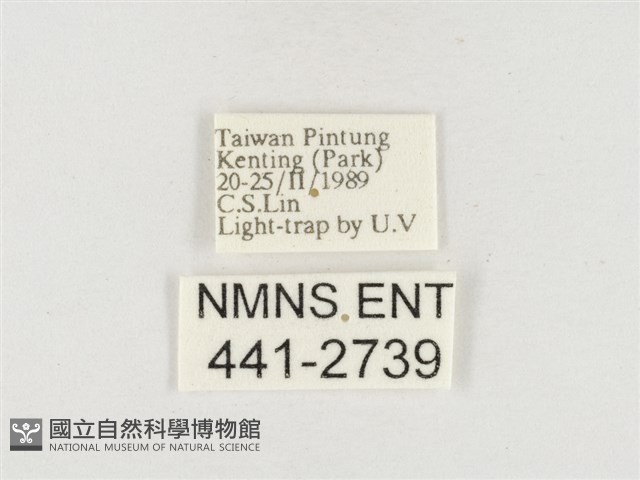 小白紋毒蛾藏品圖，第3張