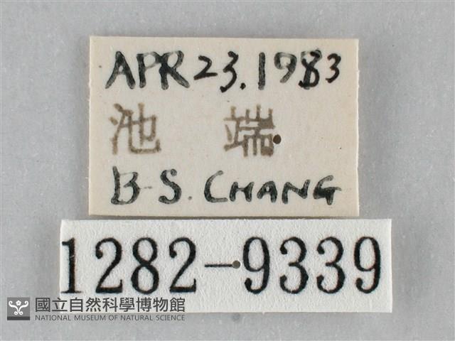 澄線尺蛾藏品圖，第3張