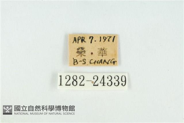 霓彩燕灰蝶藏品圖，第3張