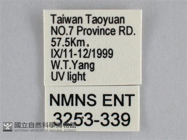 扭擬燈蛾藏品圖，第3張