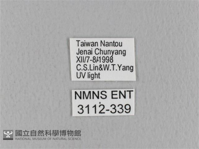 青枯葉蛾藏品圖，第3張