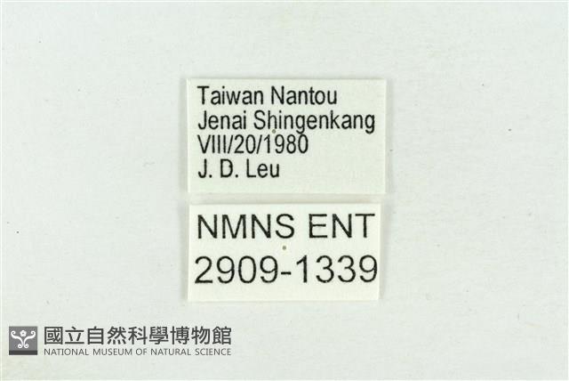 珠灰蝶藏品圖，第3張