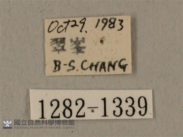 蝦殼天蛾藏品圖，第3張