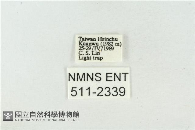 臺美波紋蛾藏品圖，第3張