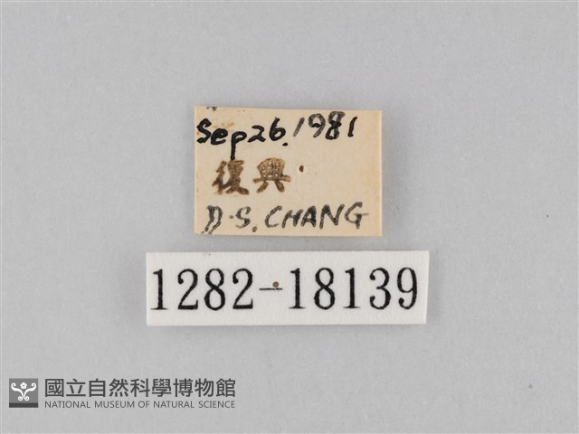 豆環蛺蝶藏品圖，第3張