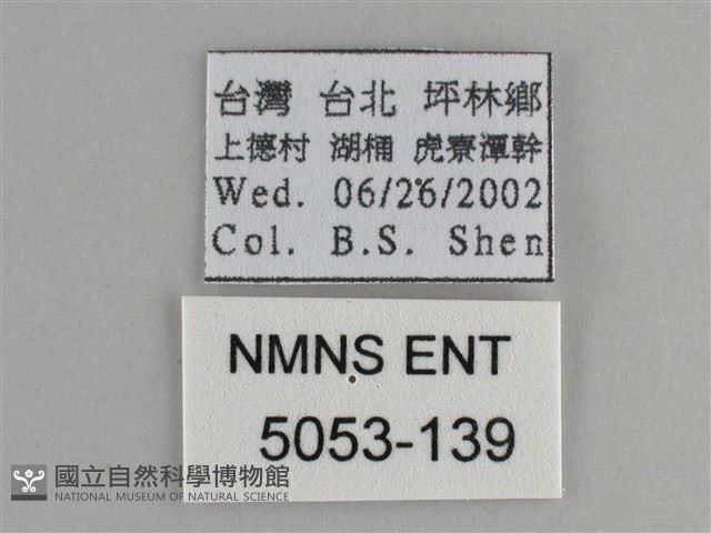 青眼蛺蝶、孔雀青蛺蝶藏品圖，第3張