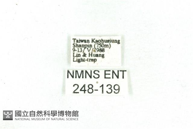 乳白斑燈蛾藏品圖，第3張