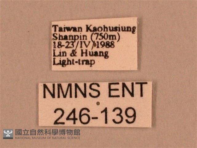背線天蛾藏品圖，第3張