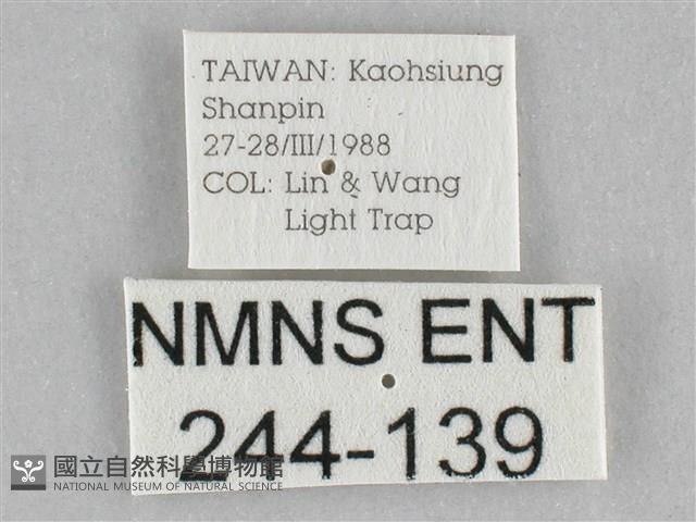 長斑擬燈蛾藏品圖，第3張