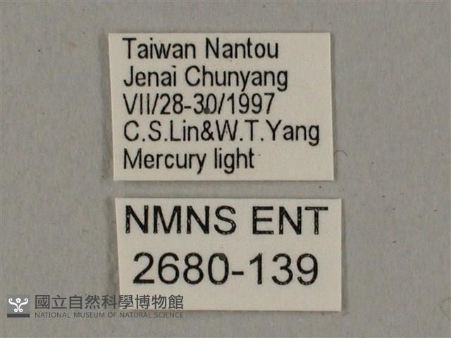 廣東鷹翅天蛾藏品圖，第3張