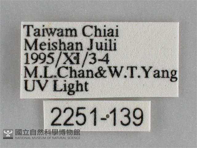 大胡麻斑星尺蛾藏品圖，第3張