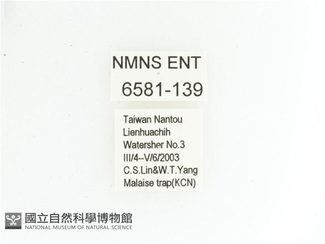 黃肩長腳花金龜藏品圖，第2張