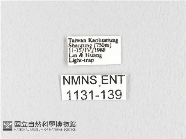 緣斑枯葉蛾藏品圖，第3張