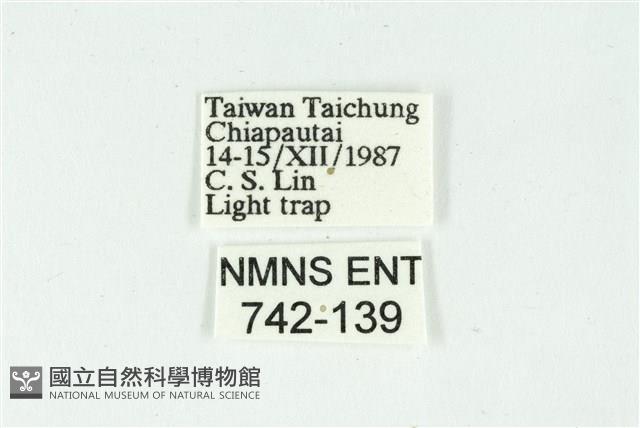 白斑散紋夜蛾藏品圖，第3張