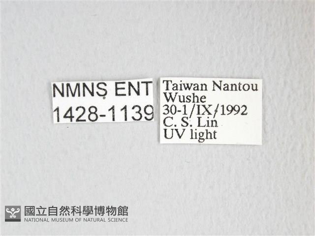 圓翅大鉤蛾藏品圖，第3張