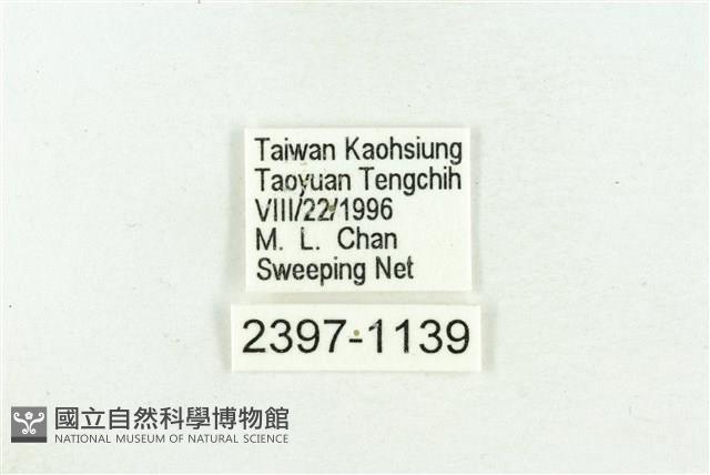 高砂燕灰蝶藏品圖，第3張