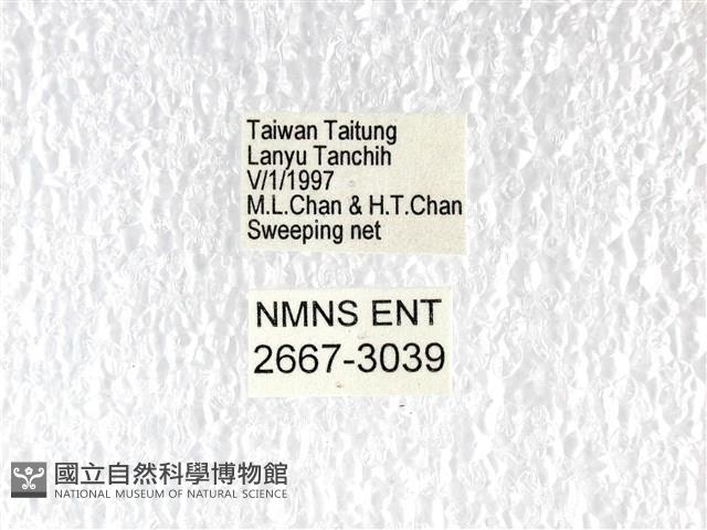 翠斑青鳳蝶藏品圖，第3張