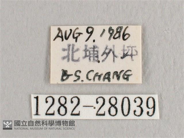 彎黑黃鉤蛾藏品圖，第3張