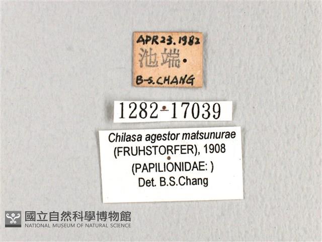 斑鳳蝶藏品圖，第3張