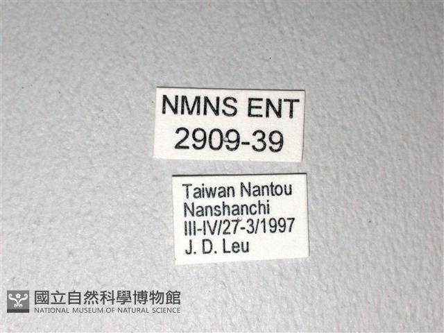 斑鳳蝶藏品圖，第3張
