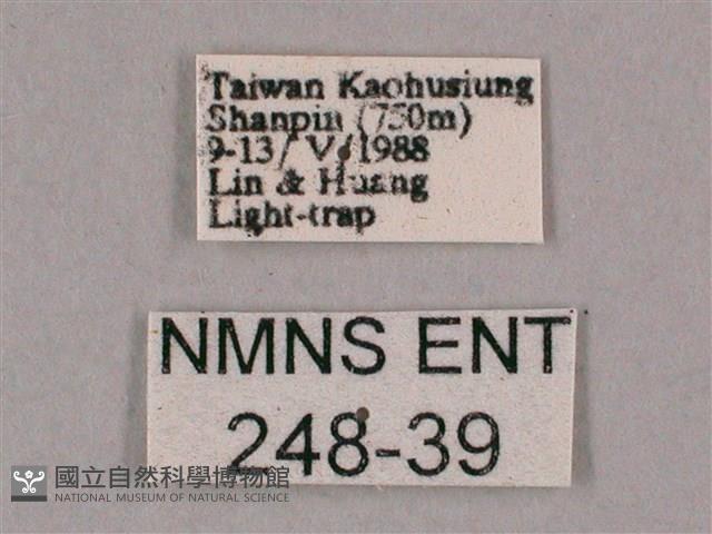 細斜紋霜天蛾藏品圖，第3張