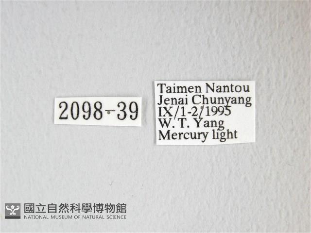 圓翅大鉤蛾藏品圖，第3張