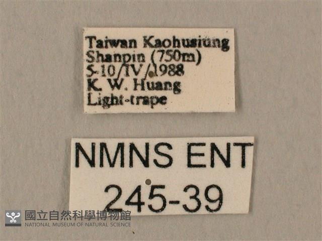 斜線天蛾藏品圖，第3張