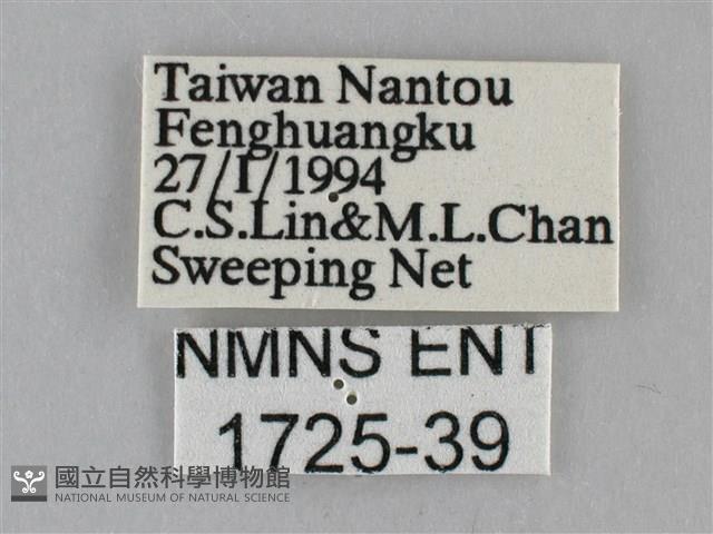 纖粉蝶、黑點粉蝶藏品圖，第3張