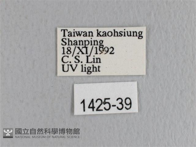 薄翅枯葉蛾藏品圖，第3張