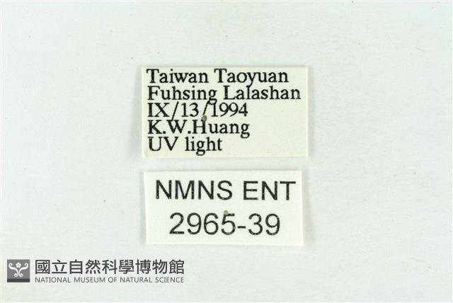 印華波紋蛾藏品圖，第3張