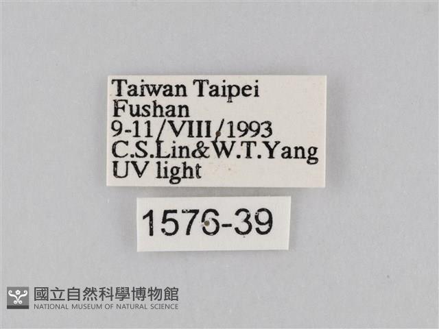 橙擬燈蛾藏品圖，第3張