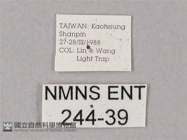 齒翅三線天蛾藏品圖，第3張